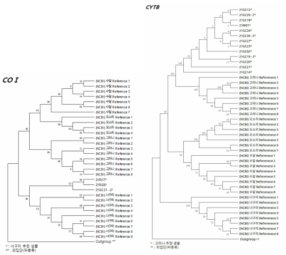 고라니, 너구리, 수달, 오소리의 COI 및 CYTB 참조 서열과 표본 서열 간 계통수 비교