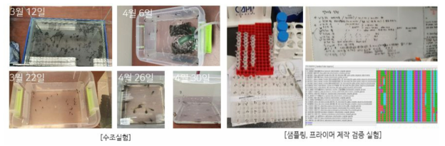 산개구리 수조 실험 및 프라이머 제작 검증