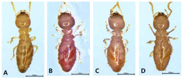 R.speratus의 2% 농도 조건 염색 개체의 시간 경과에 따른 염색 지속 경향 (A: 대조군, B: 1일 경과, C: 4일 경과, D: 7일 경과)