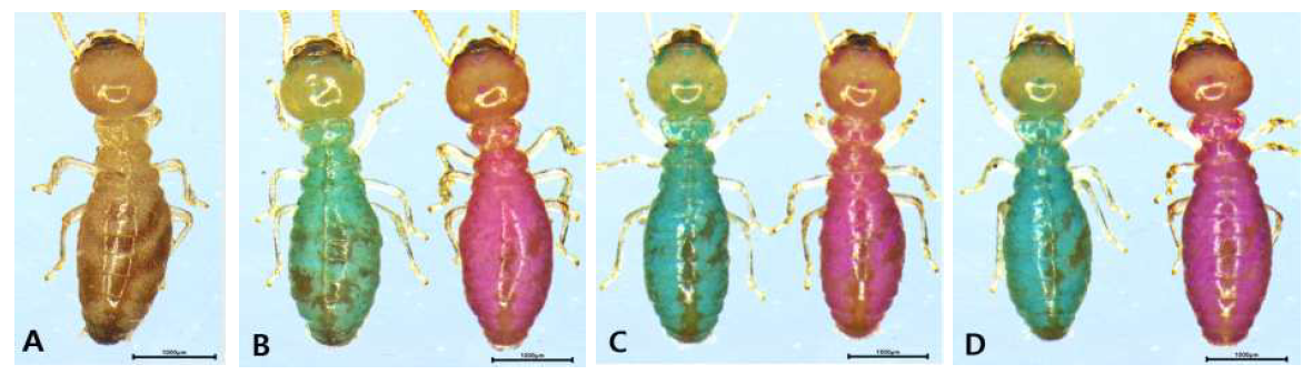 염색약 종류 및 농도에 따른 R. speratus 일흰개미의 염색 경향 (A: 대조군 B: 0.1% C: 0.2% D: 0.5% / 좌: Nile Blue A, 우: Neutral Red)