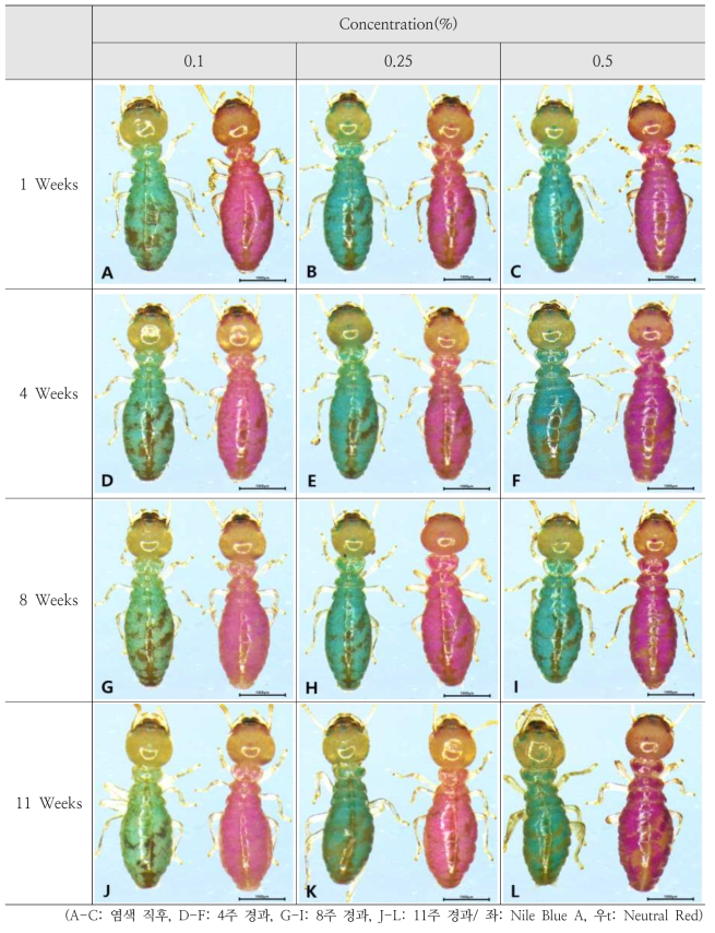 시간 경과에 따른 염색 종류 및 농도별 염색 양상