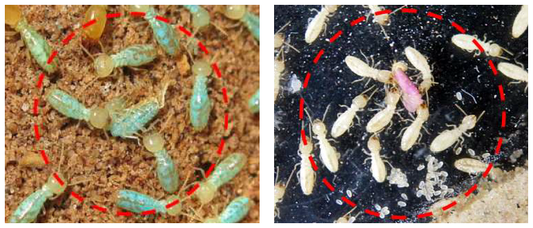 염색 일흰개미 개체의 탈피(Molting) 지후 염색 유지 양상(좌: Nile blue A /우: Neutral Red)
