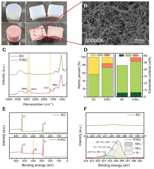(A) RC와 P/RC 하이드로겔의 사진, (B) 동결건조 P/RC 하이드로겔의 FE-SEM 사진. RC, P/RC 하이드로겔의 (C) FT-IR, (D) 원소 분석, (E) XPS 스펙트럼 full scan, (F) N 1s 분석 결과