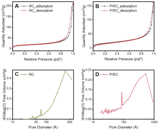 (A) RC 하이드로겔의 N2 흡착-탈착 등온선, (B) P/RC 하이드로겔의 N2 흡착-탈착 등온선, (C) RC 하이드로겔의 기공 크기 분포, (D) P/RC 하이드로겔의 기공 크기 분포