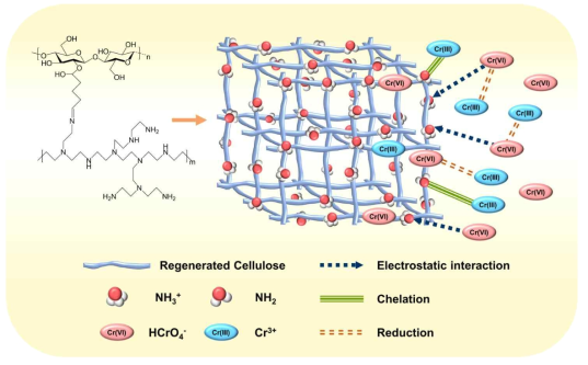 P/RC 하이드로겔의 6가 크롬 흡착 및 환원 메커니즘 모식도