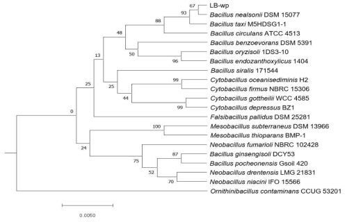 개느삼 LB 배지 White pink 미생물 계통수(Phylogenetic Tree)