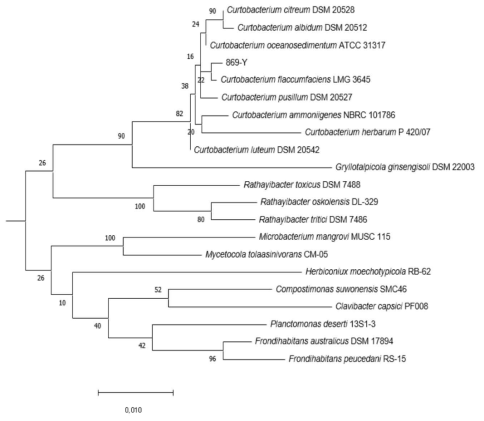 개느삼 869 Yellow 미생물 계통수(Phylogenetic Tree)