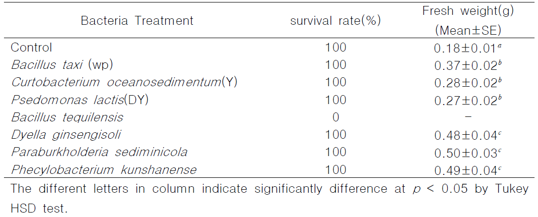 박테리아 접종에 따른 생존율과 생중량
