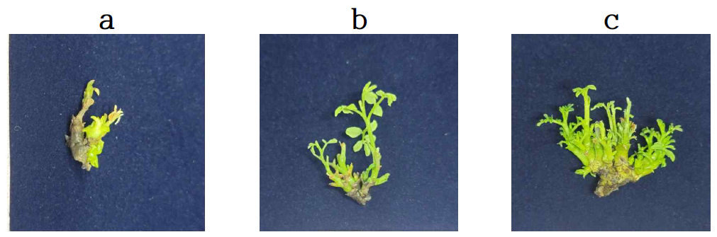 개느삼 호르몬에 따른 줄기 생산 비교 a) Control b) BA 2μM c) BA 2μM + TDZ 2μM