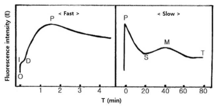 Kausky effect에 의한 엽록소 형광 유도 곡선