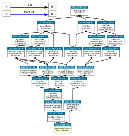 Response to stress pathway(Heme-thiolate peroxidase)