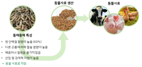 동애등에의 동물 사료로서의 활용