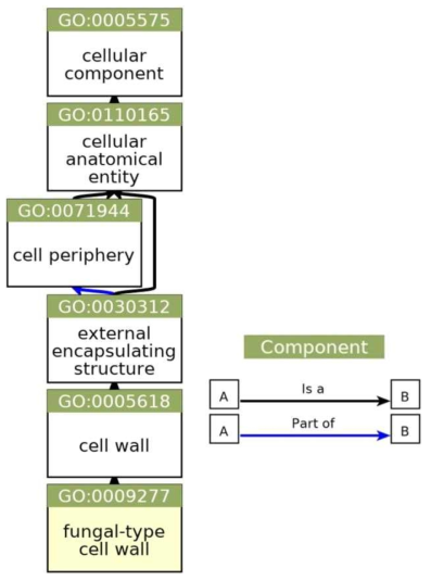 fungal cell wall의 발현경로 (https://www.ebi.ac.uk/QuickGO/)