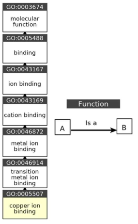 copper ion binding의 발현경로 (https://www.ebi.ac.uk/QuickGO/)