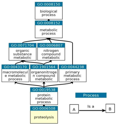 proteolysis의 발현경로 (https://www.ebi.ac.uk/QuickGO/)