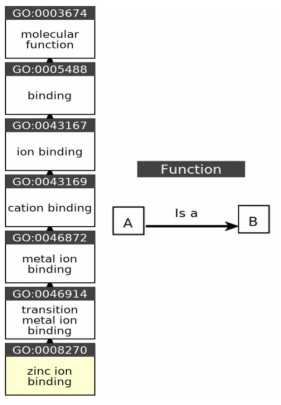 zinc ion binding의 발현경로 (https://www.ebi.ac.uk/QuickGO/)