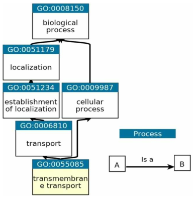 transmembrane transport의 발현경로 (https://www.ebi.ac.uk/QuickGO/)