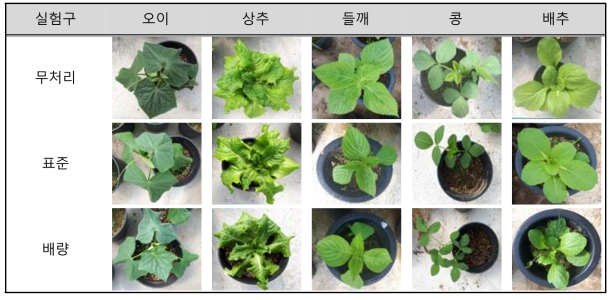 콩나물부산물 표준 및 배량 시비에 의한 비해시험 결과