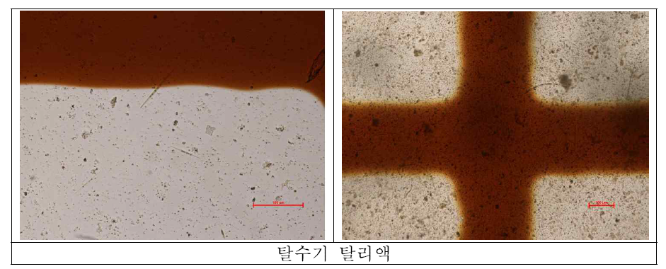 탈리액 내 조류 세포 사진