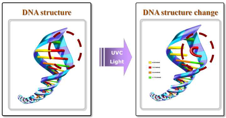 자외선에 의한 미생물 불활성화 메커니즘 *출처: http://dawoouv.co.kr/sub_index_03_05.htm