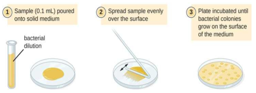 Spread plate method *출처: (Microbe Online) https://microbeonline.com/spread-plate-technique-principle-procedure-results/