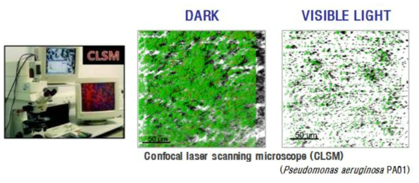CLSM 분석의 예