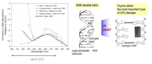 자외선에 의한 미생물의 불활성화 메커니즘