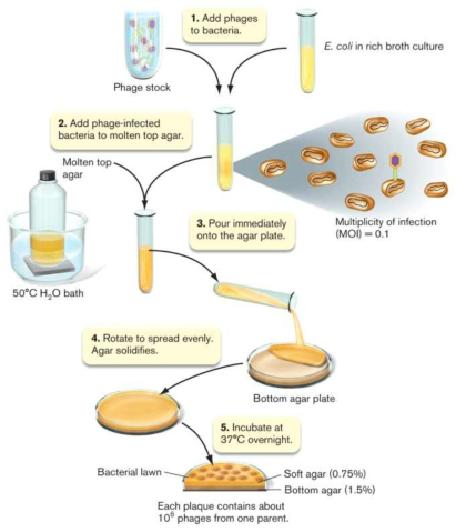 Pour plate method