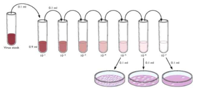 Plaque assay