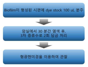 Biofilm을 측정하기 위해 사용되는 형광현미경(위탁기관 보유)