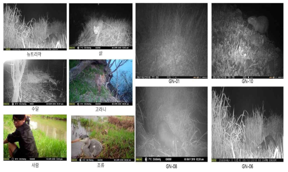 무인센서카메라를 통해 포착된 동물들 모습