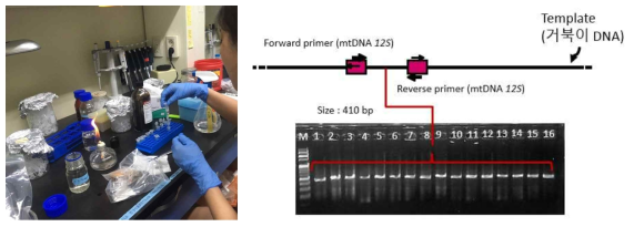 외래거북 샘플 채취 (좌)와 PCR 실험 과정 (우)
