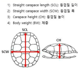 거북이 크기 형질 측정 부위