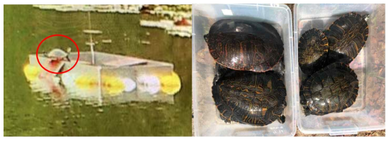 포획장치에 올라가 있는 외래거북 (좌)과 포획된 외래거북 개체들 (우)