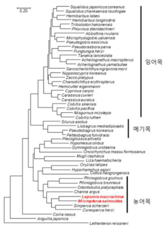 COI(400bp)를 이용한 국내 서식종 분자계통수 분석결과