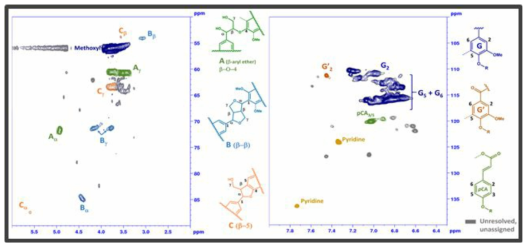 KL의 2D HSQC NMR 분석 결과