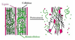 목질계 바이오매스의 구조 및 전처리를 통한 리그닌 외벽의 파괴 메카니즘