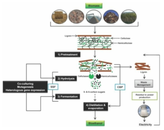 목질계 바이오매스로부터 바이오알코올 생산 과정