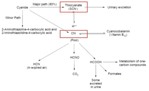 시안화나트륨의 생체내 주 대사경로