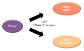 페놀의 생체내 주 대사경로