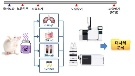 랫드의 생체시료중 대사체 분석