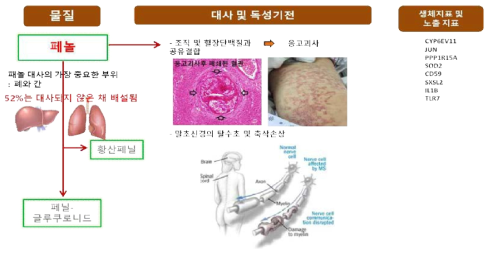 페놀 체내 대사과정 및 독성기전