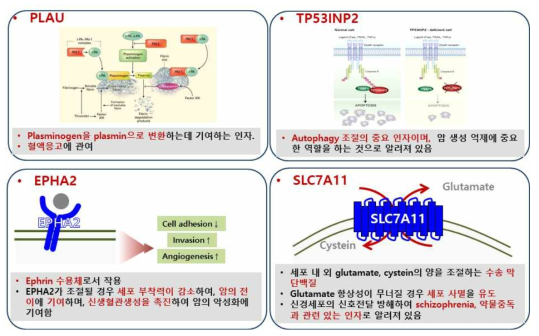 페놀 생체지표 기능