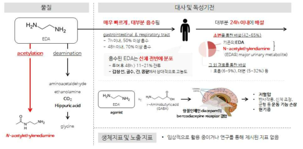 에틸렌디아민 체내 대사과정 및 독성기전