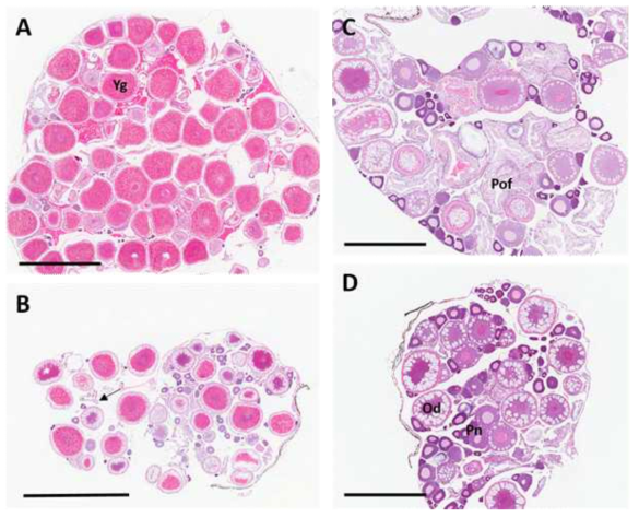 피라미 암컷 생식소의 발달 단계(2019년 5월), A: 성숙기, B: 산란기, C: 휴지기, D: 성장기. Od: Oil droplet, Pn: Peri nucleolus, Pof: Post ovulatory follicle, Yg: yolk globule