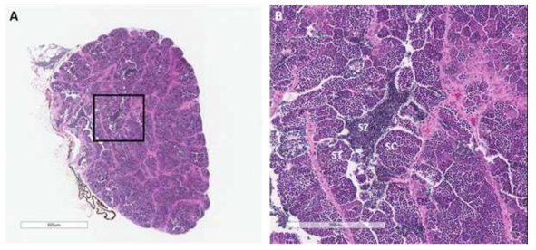 피라미 수컷 생식소의 발달 단계(2019년 5월), A: 성장기, B: 성숙기. SC: spermatocytes, ST: spermaids, SZ: sperms