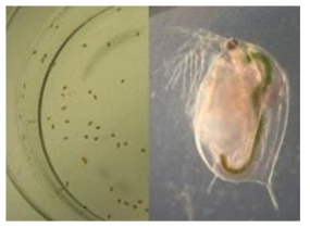 액상시료의 독성평가에 이용하는 물벼룩(Daphnia magna)