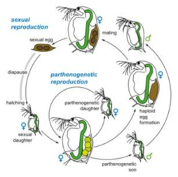 물벼룩의 생활사 출처: By autor = Dita Vizoso – Own work. CC BY-SY 3.0