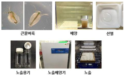 큰물벼룩(Daphnia magna)의 노출 과정