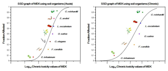 본 연구에서 생산한 MEK의 토양 생물종에 대한 독성자료를 기반으로 한 종 민감도 분포도(급성 및 만성)